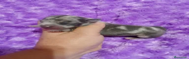Raza Mixta Cachorro 3