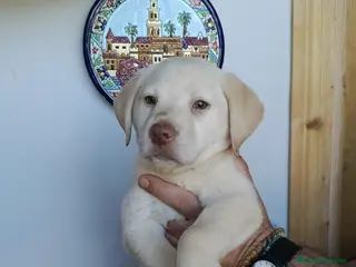 Labrador Retriever perros Espectacular labrador dorado disponible - Anuncio 1