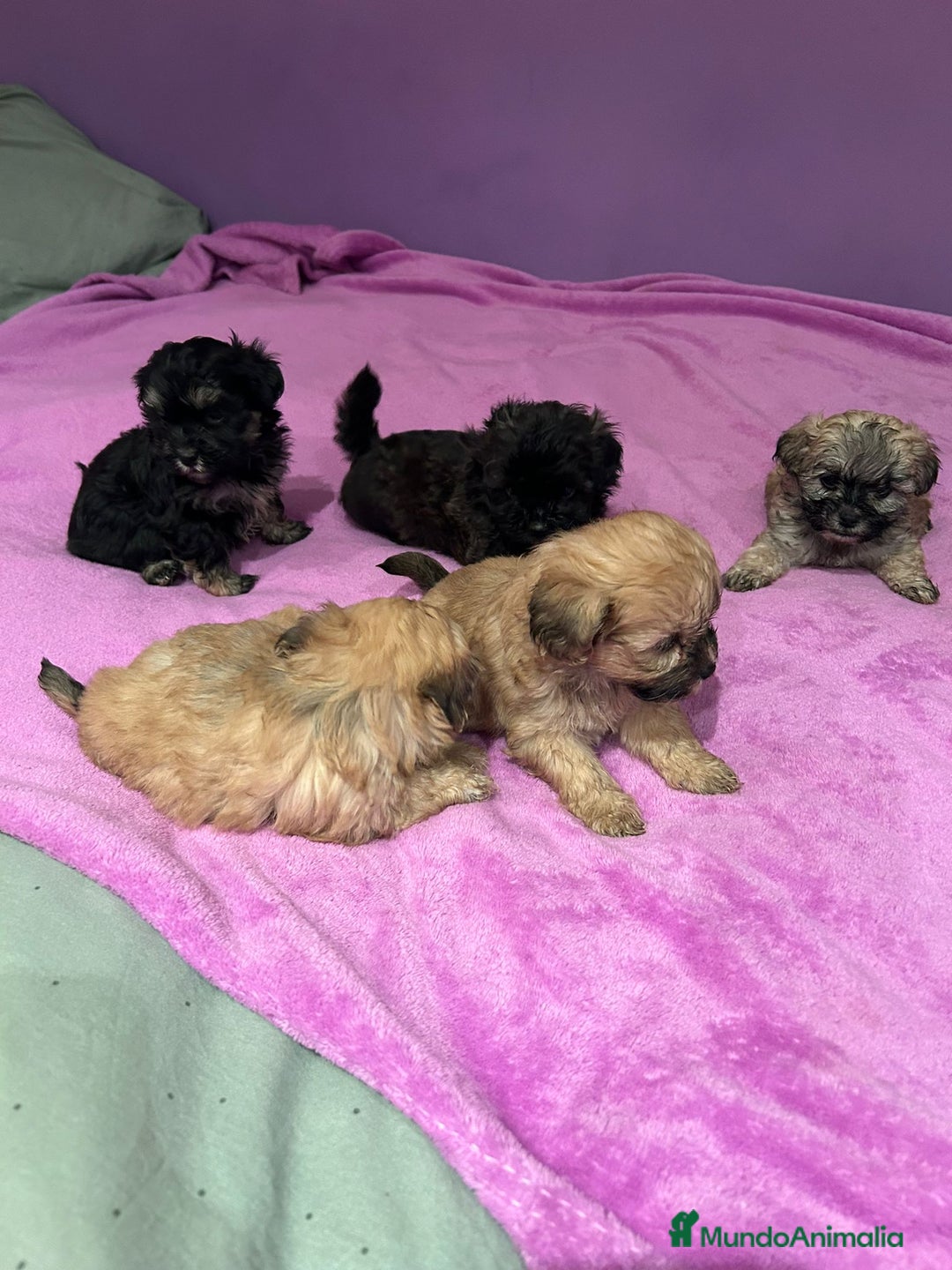 Bichón Habanero perros en venta: Bichón habanero  - Anuncio 4