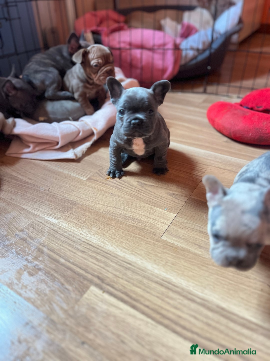 Bulldog Francés perros en venta: Bebés Criados en Familia con Amor y Respeto" - Anuncio 1