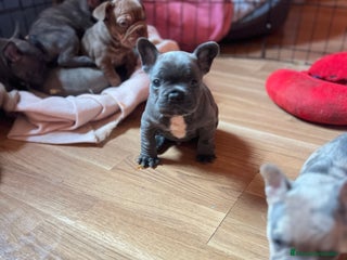 Bulldog Francés perros Bebés Criados en Familia con Amor y Respeto" - Anuncio 1