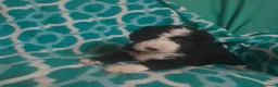 Perro de Agua Español perros en venta: PERROS DE AGUA ESPAÑOL - Anuncio 17