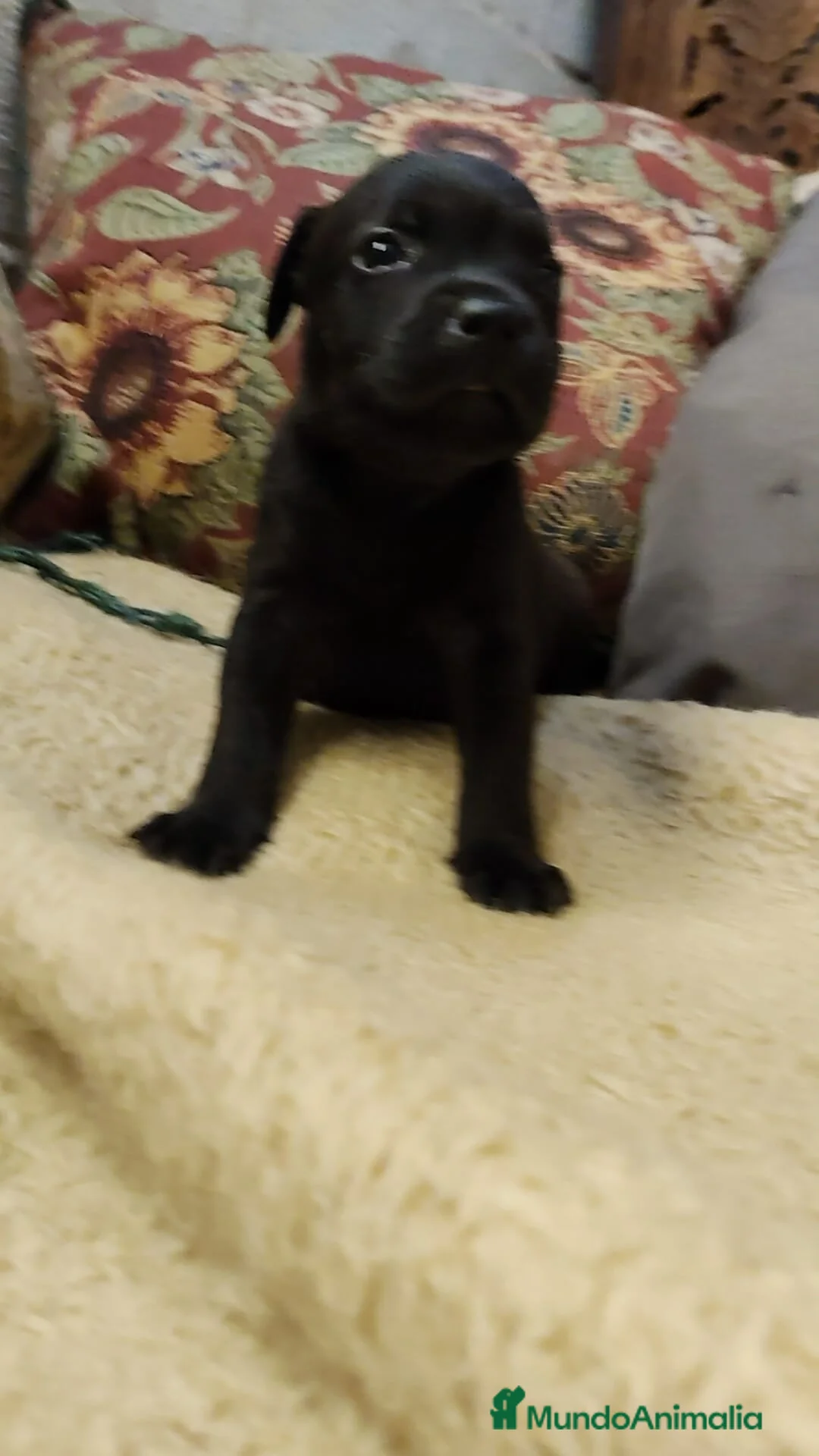 Staffordshire Bull Terrier perros en venta: Staffordshire bull terrier cachorros - Anuncio 8