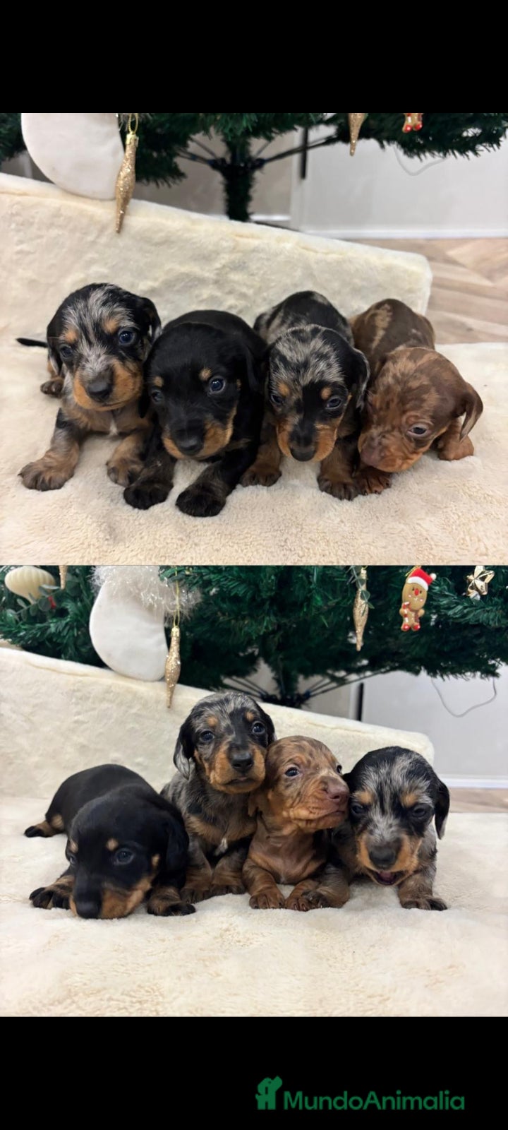 Teckel perros Tekel de pelo largo - Anuncio 1