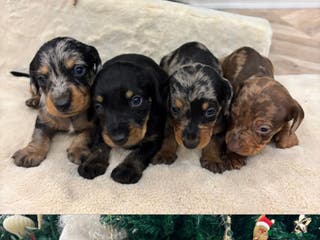 Teckel perros Tekel de pelo largo - Anuncio 1