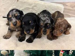 Teckel perros Tekel de pelo largo - Anuncio 18