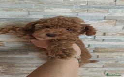 Caniche Toy perros en venta: Hembras toy disponibles - Imagen 6