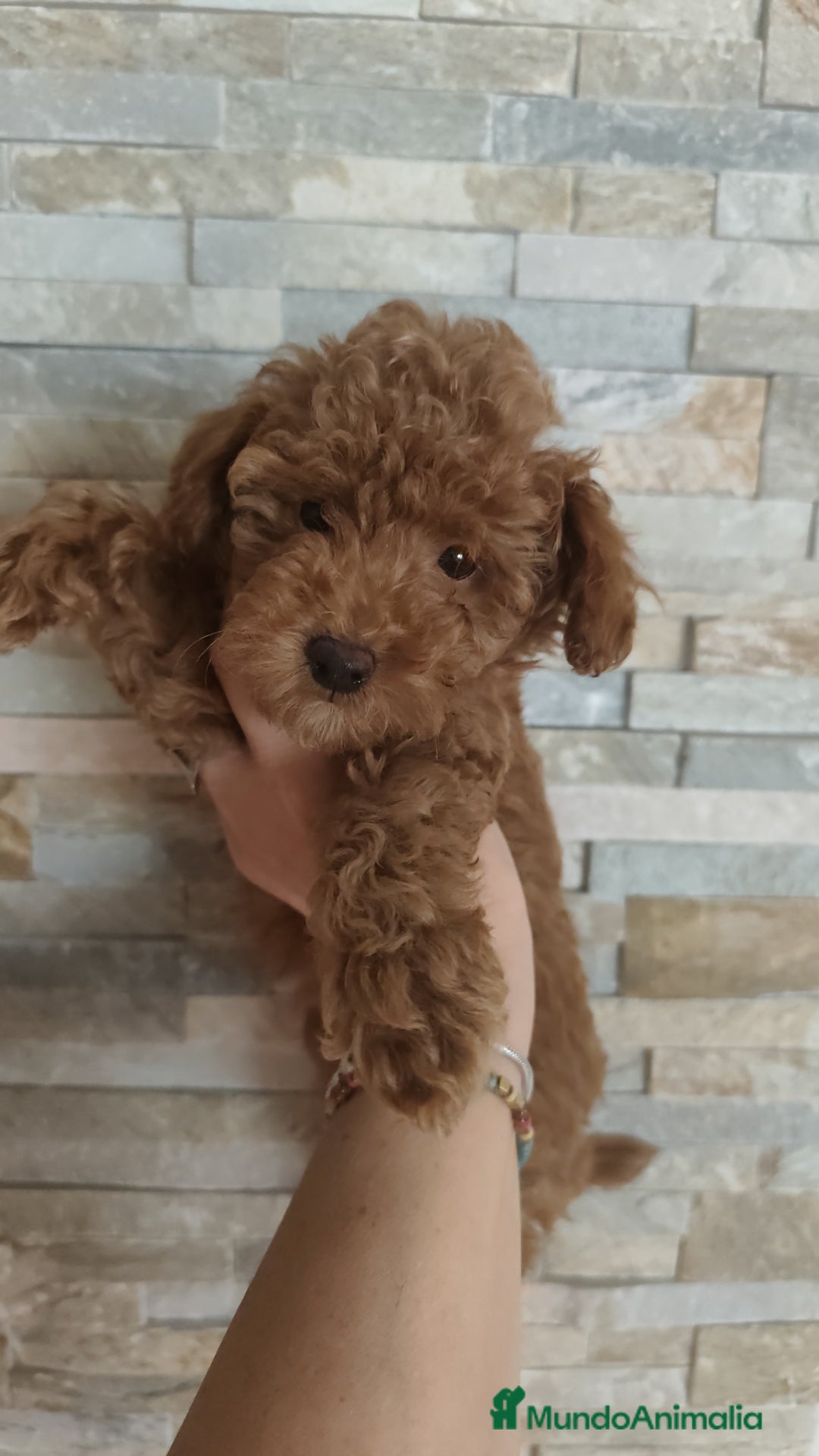 Caniche Toy perros en venta: Hembras toy disponibles - Imagen 6