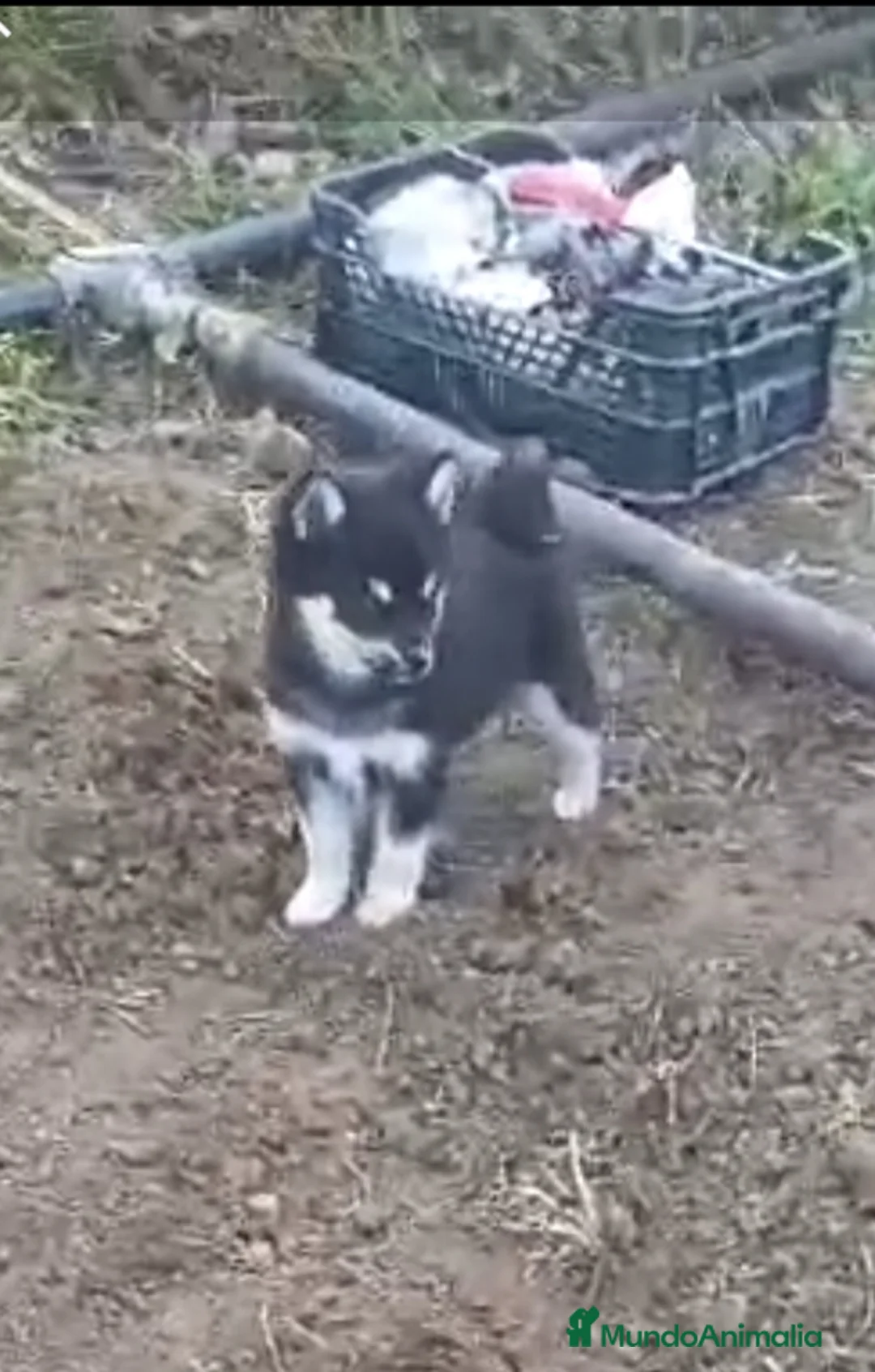 Pomsky perros en venta: POMSKY HEMBRA - Anuncio 2