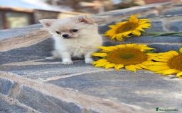 Chihuahua perros en venta: Chihuahuas macho de pelo largo  - Imagen 4