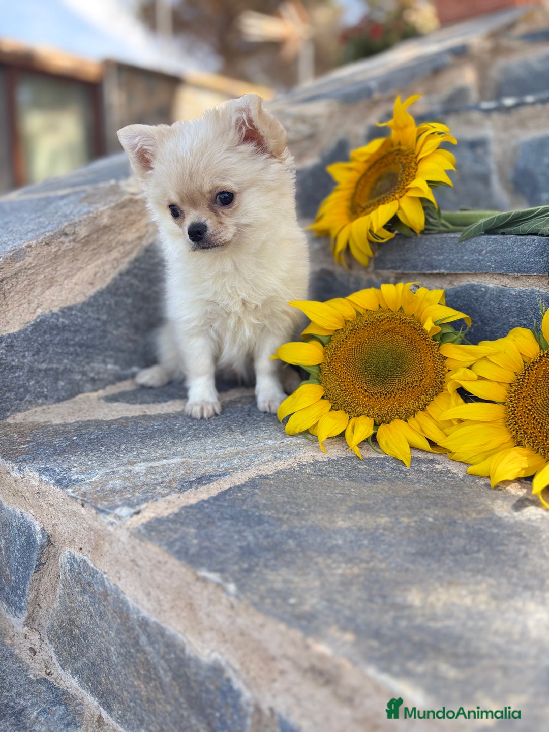 Chihuahua perros en venta: Chihuahuas macho de pelo largo  - Imagen 4