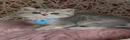 Británico de Pelo Corto gatos en venta: Camada G(2)🩵 Gael y Gino South Teddy 🩵 - Anuncio 6