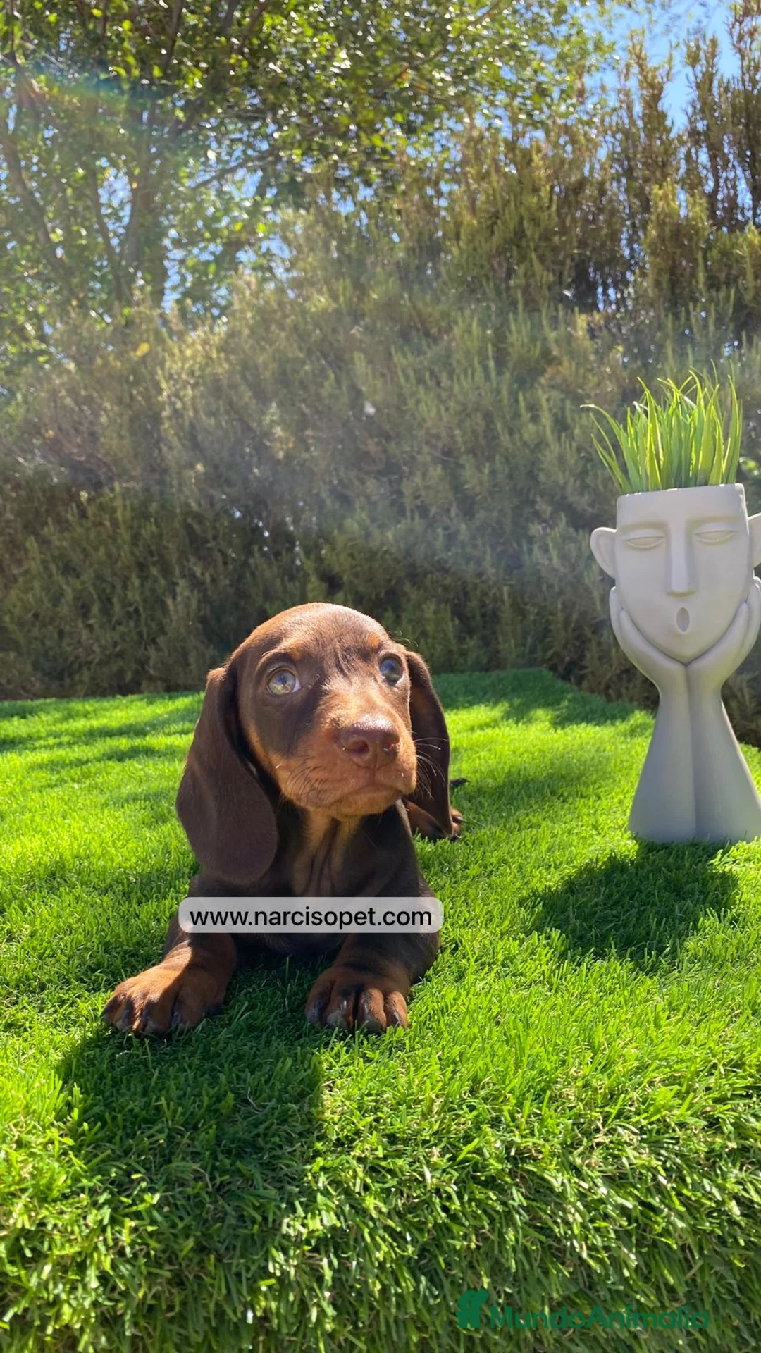 Teckel Miniatura perros en venta: CRIA PROFESIONAL DE TECKEL - Anuncio 2