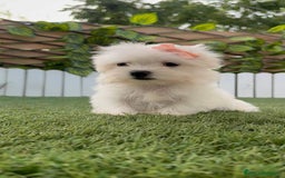 Bichón Maltés perros en venta: BICHON MALTES HEMBRA - Imagen 11