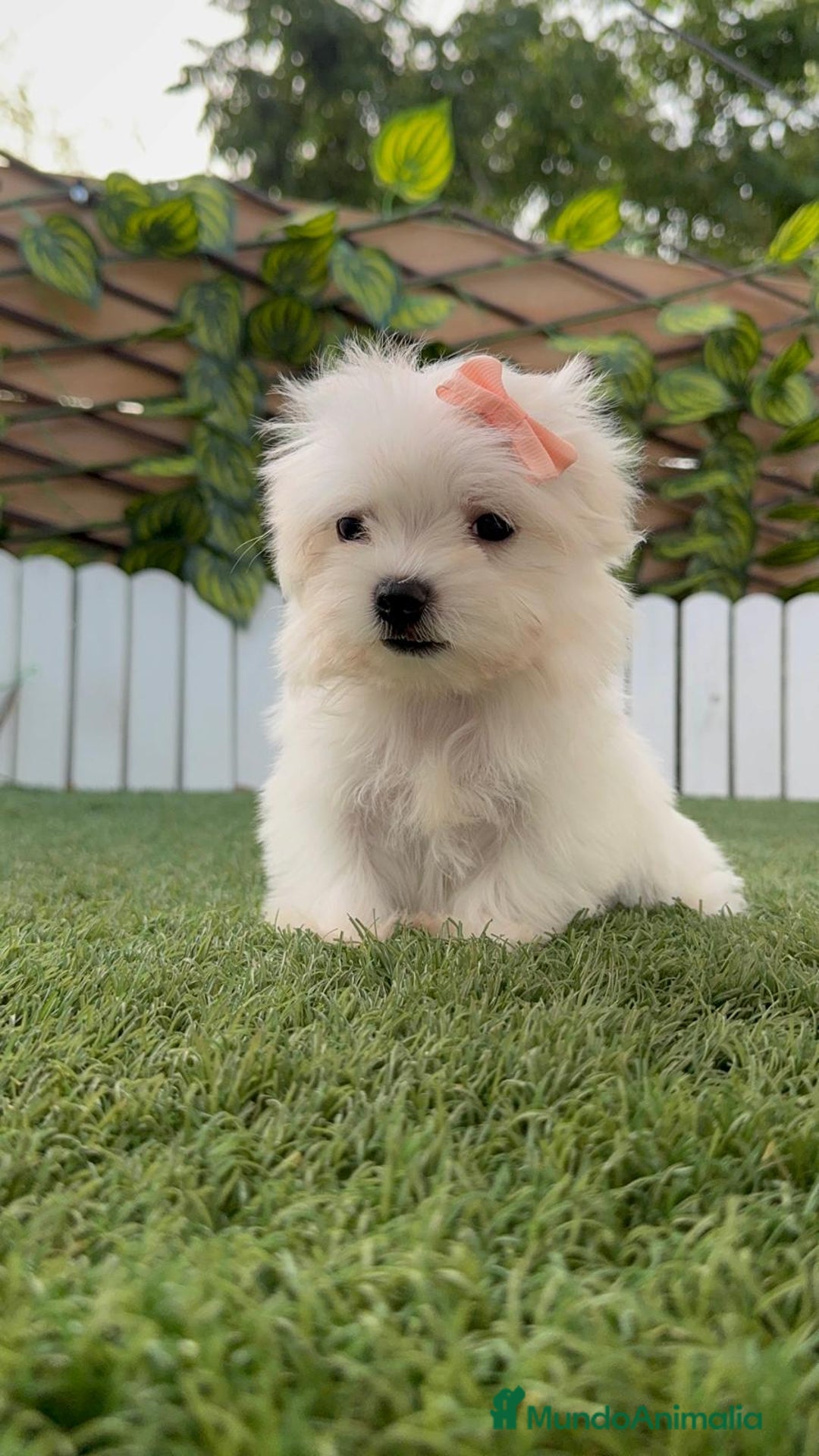 Bichón Maltés perros en venta: BICHON MALTES HEMBRA - Imagen 11