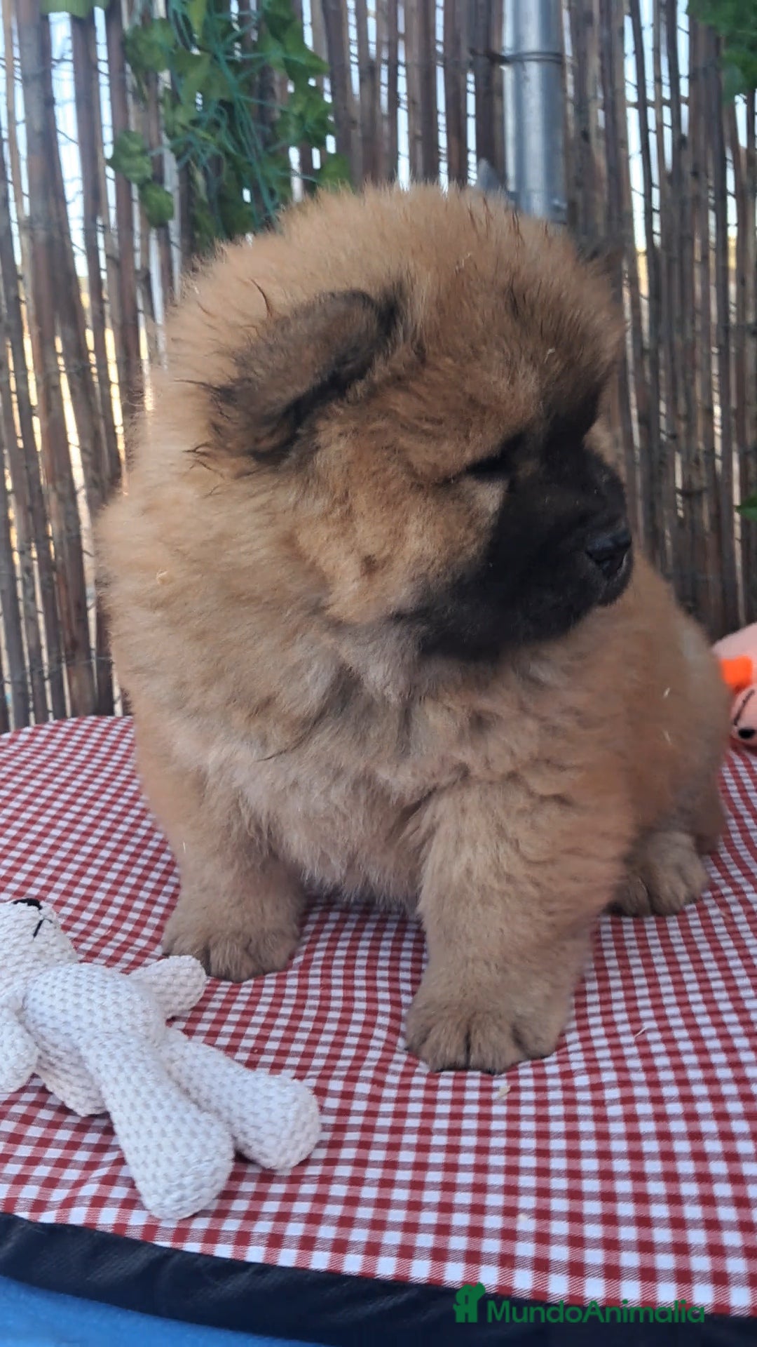 Chow Chow perros en venta: Bebés Chow-Chow  - Anuncio 2