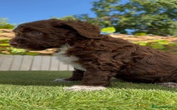 Perro de Agua Español perros en venta: PERRO DE AGUA ESPAÑOL MACHO - Imagen 3