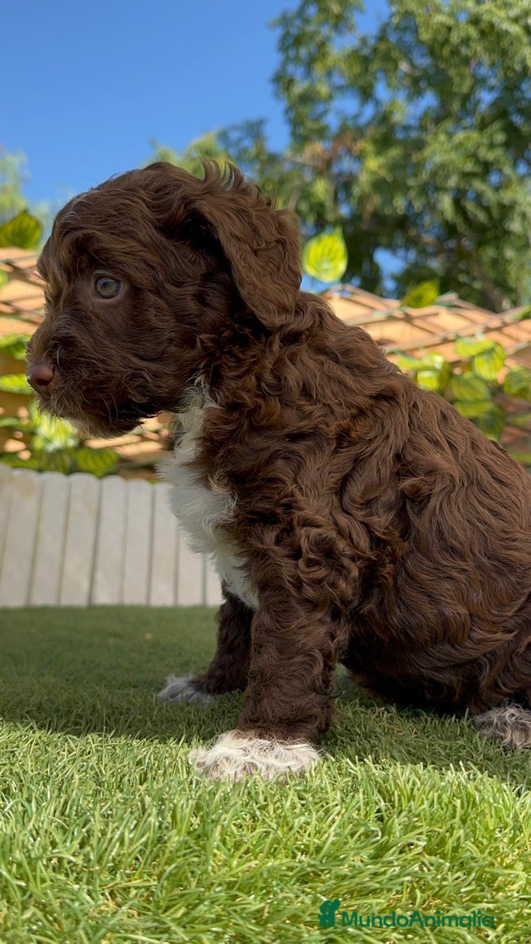 Perro de Agua Español perros en venta: PERRO DE AGUA ESPAÑOL MACHO - Imagen 3