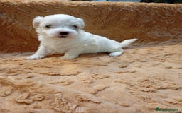 Bichón Maltés perros en venta: Bichon Maltés Americano  - Imagen 1