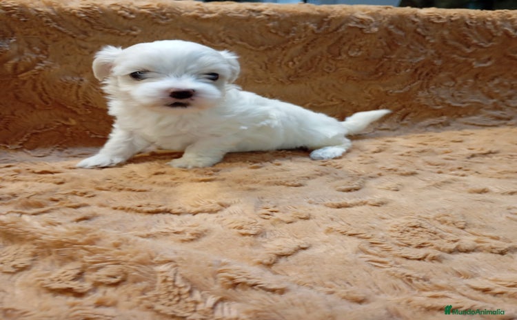 Bichón Maltés perros - Propaganda 1