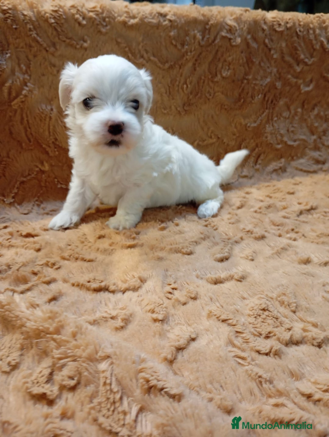 Bichón Maltés perros en venta: Bichon Maltés Americano  - Imagen 1