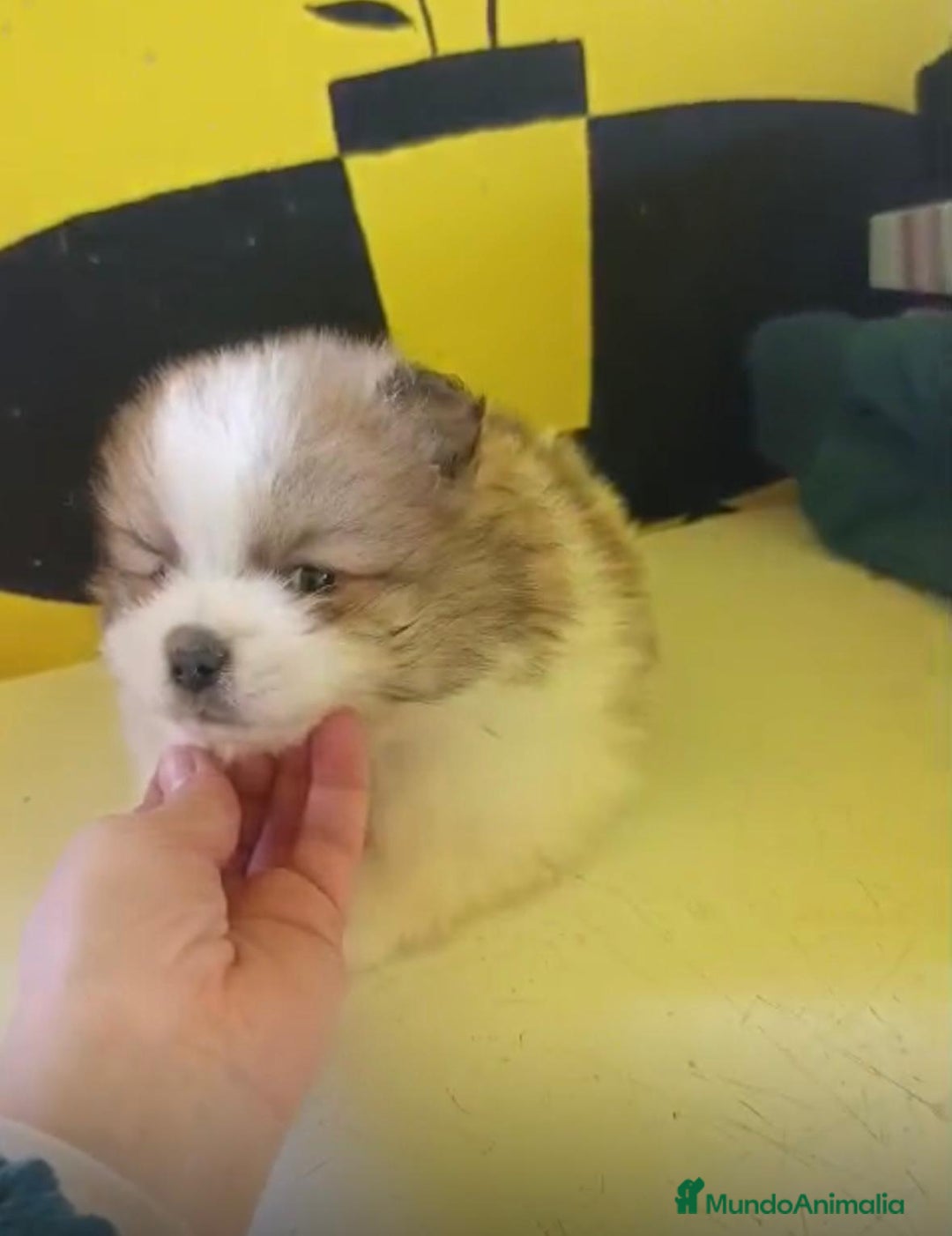 Pomerania perros en venta: Lulu pomerania toy - Anuncio 3