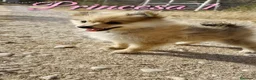 Pomerania perros en venta: Pomeranias 🐶🐾 en Tarragona - Anuncio 2