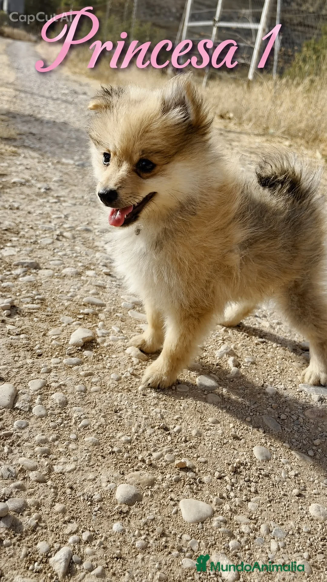 Pomerania perros en venta: Pomeranias 🐶🐾 en Tarragona - Anuncio 2