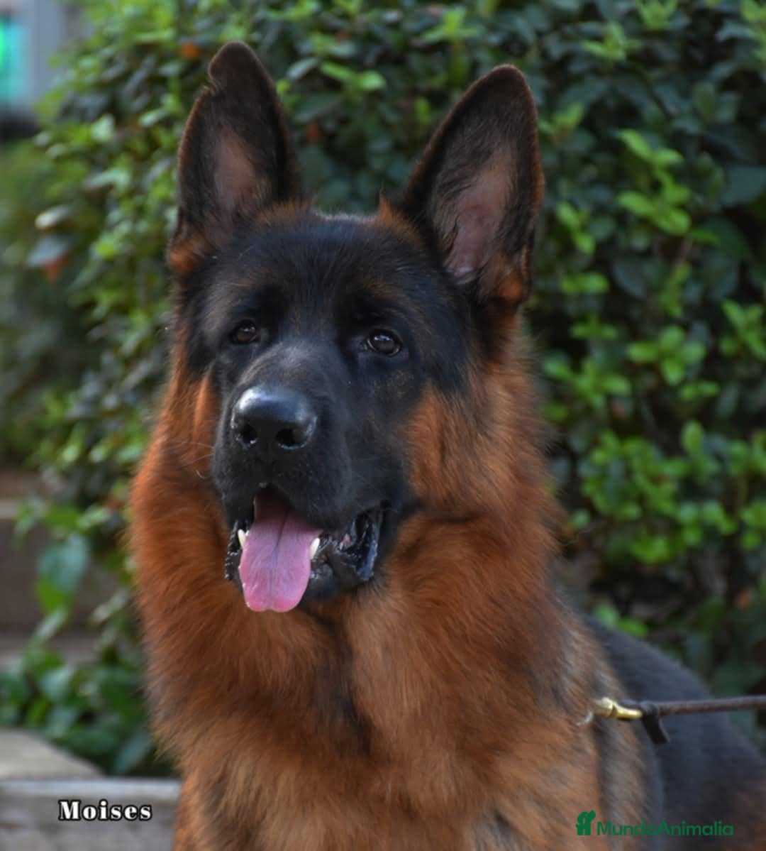 Pastor Alemán perros en venta: Pastor aleman  [ mallorca-baleares] - Anuncio 6