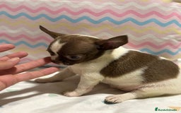 Chihuahua perros en venta: Chihuahua toy rusa - Imagen 4