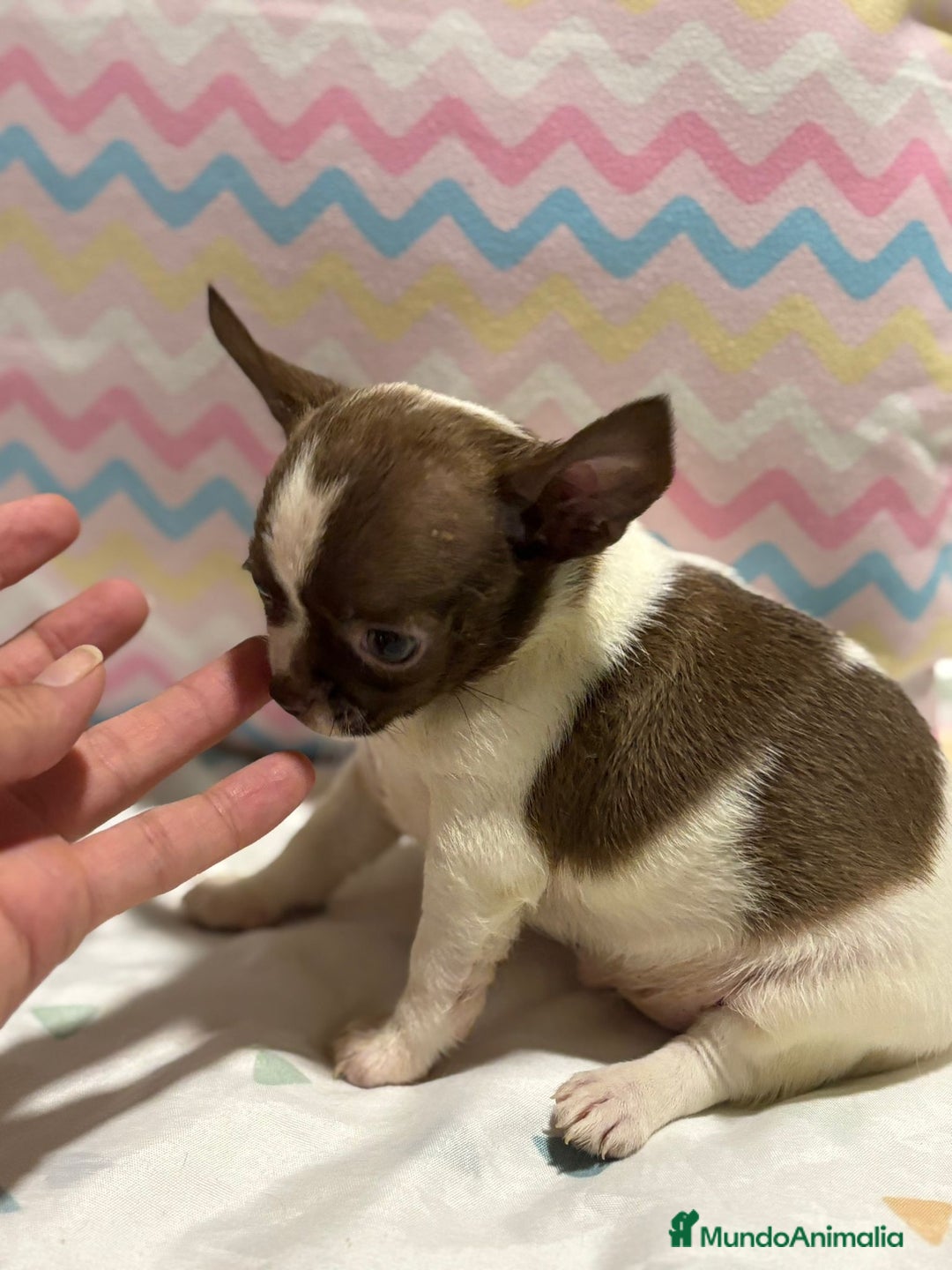 Chihuahua perros en venta: Chihuahua toy rusa - Imagen 4