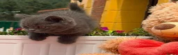 Británico de Pelo Corto gatos en venta: British azul hembra  - Anuncio 3