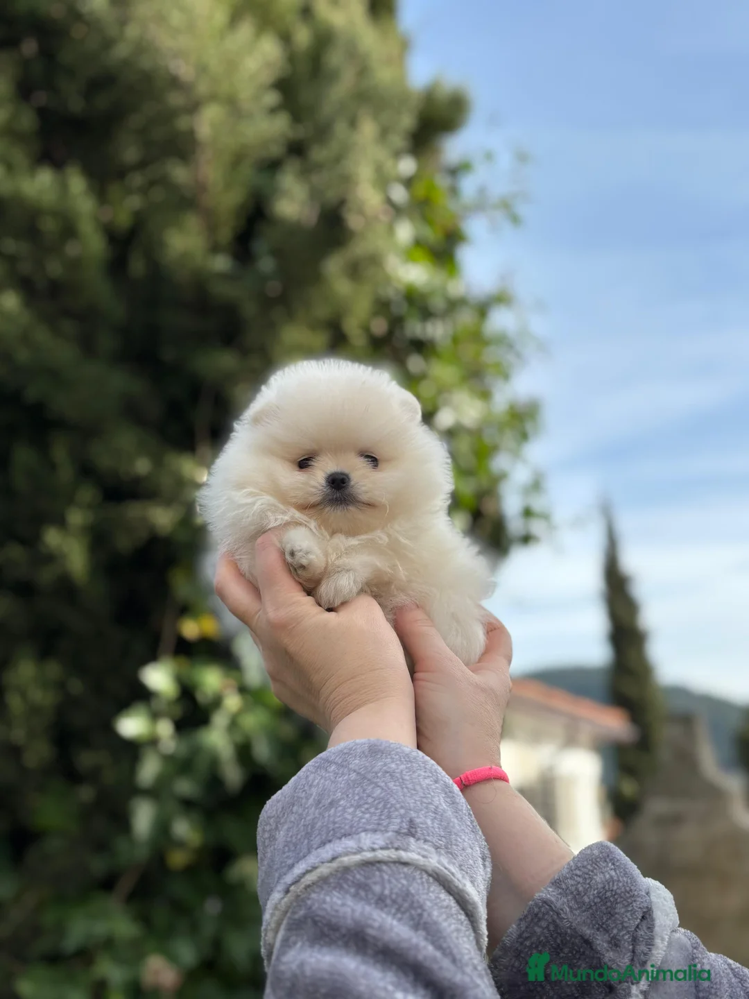Pomerania perros en venta: Pomerania mini línea rusa y coreana  - Anuncio 2