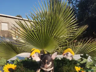 Chihuahua perros Chihuahuas mini toy - Anuncio 8