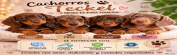 Teckel Miniatura perros en venta: CACHORRO TECKEL, COLORES EXOTICOS en Cáceres - Anuncio 1