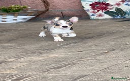 Chihuahua perros en venta: 🌟 Merlé, chocolate y elegancia total 🍫 - Imagen 9