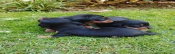Teckel Miniatura perros en venta: Teckel miniatura negro fuego  - Anuncio 4