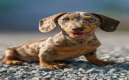 Teckel Miniatura perros en venta: 🐾 Frisco – Teckel miniatura chocolate merlé 🍫✨ - Imagen 4