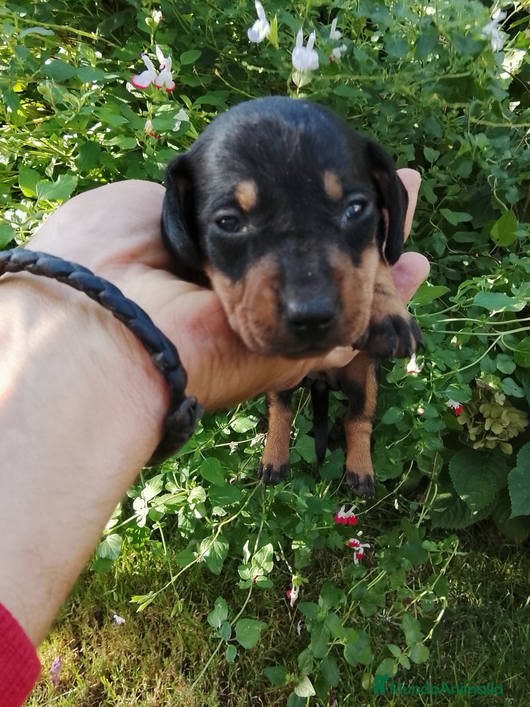 Teckel Miniatura perros en venta: Teckel de pelo corto tamaño miniatura  - Anuncio 5