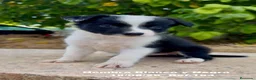 Border Collie perros en venta: BORDER COLLIE DE VILLA BIZNAGA - Anuncio 18