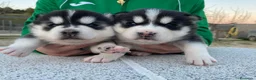 Husky Siberiano perros en venta: Husky siberiano  - Anuncio 2