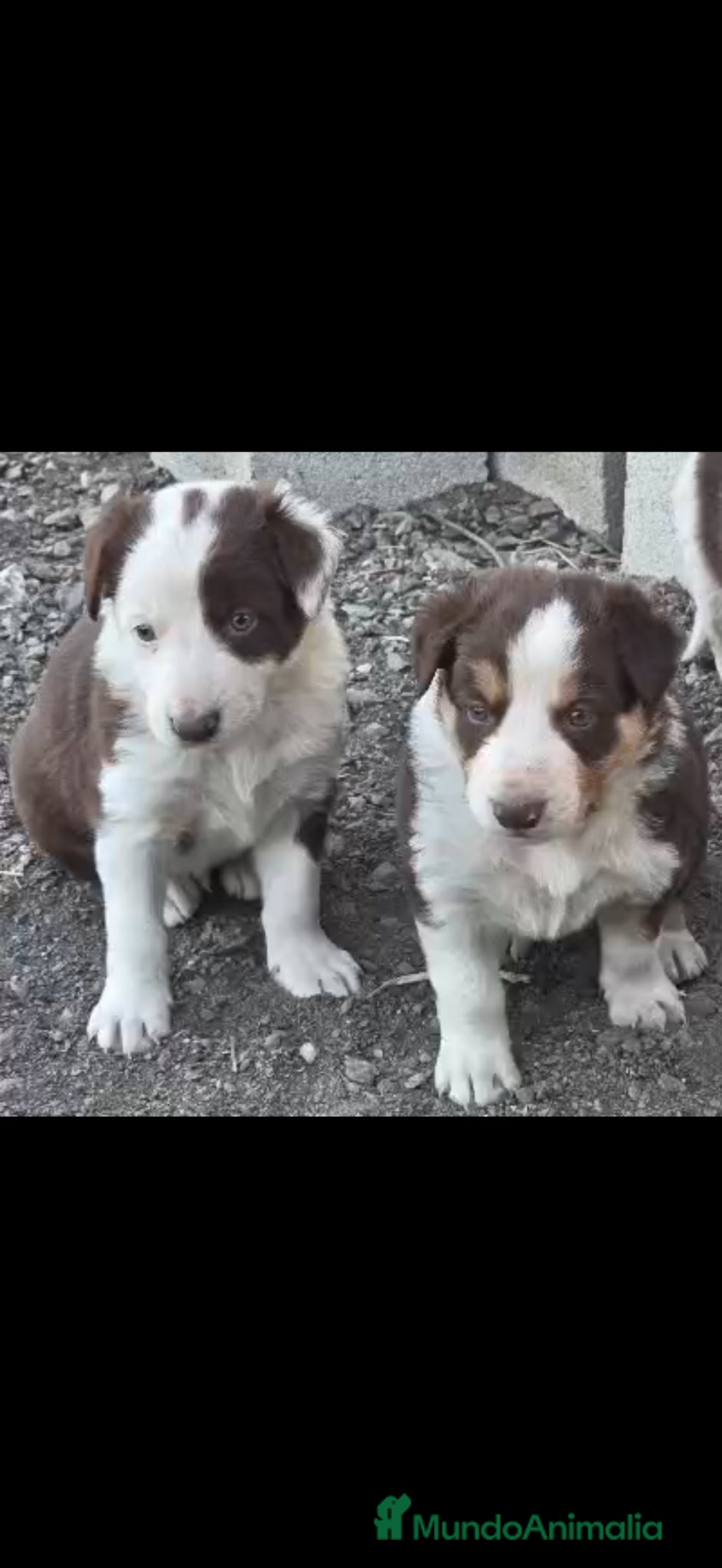 Border Collie perros Border Collie red - Anuncio 1