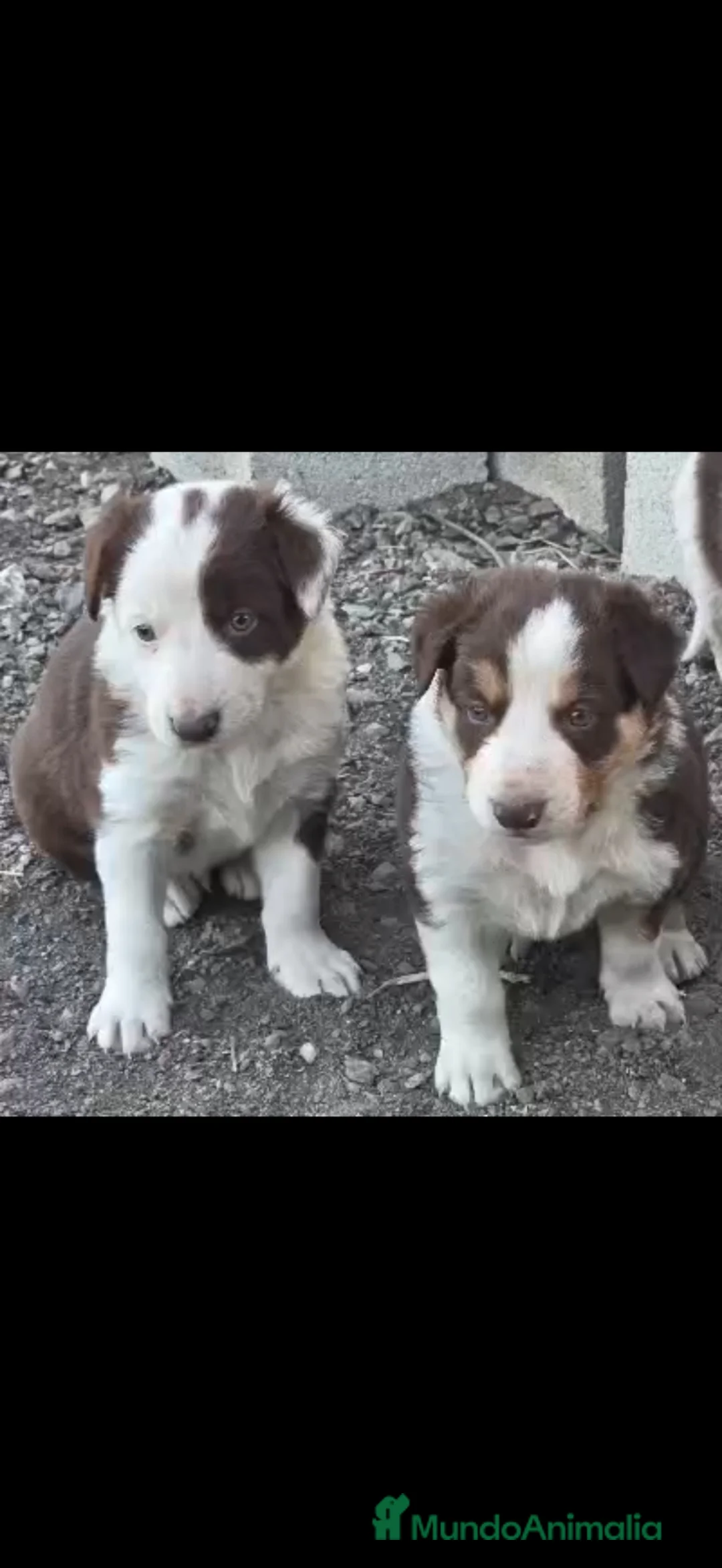 Border Collie perros en venta: Border Collie red - Anuncio 1