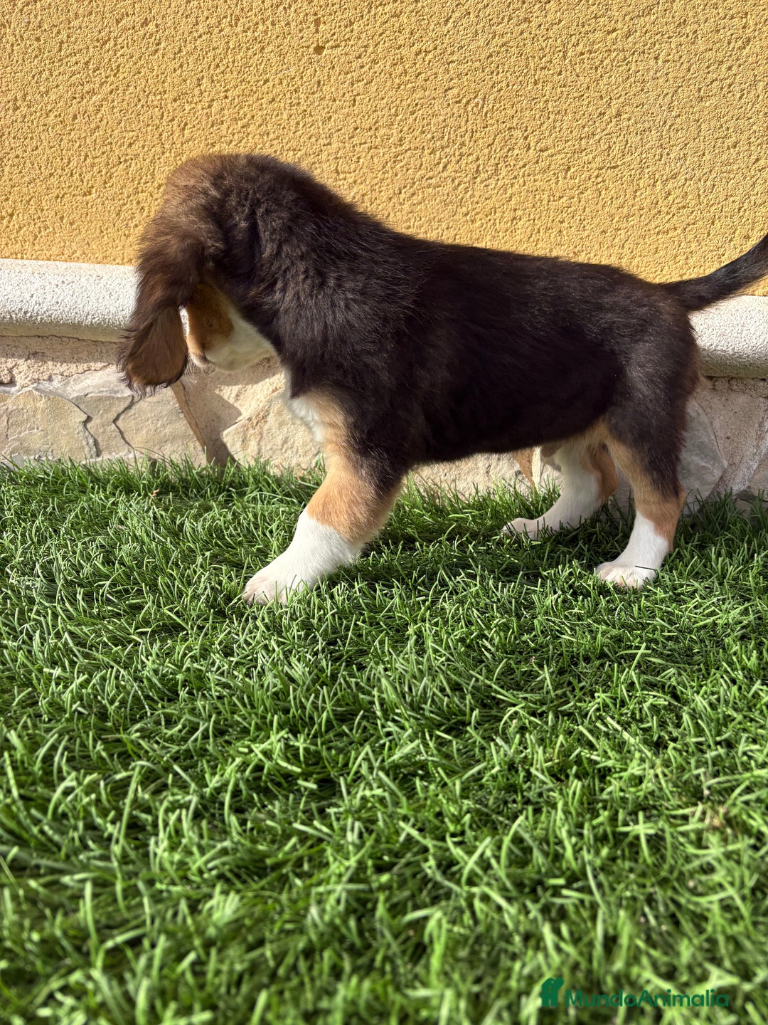 Beagle perros en venta: Espectacular cachorro de Beagle - Anuncio 29