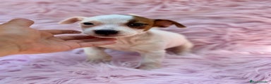 Jack Russell Terrier Cachorro 1
