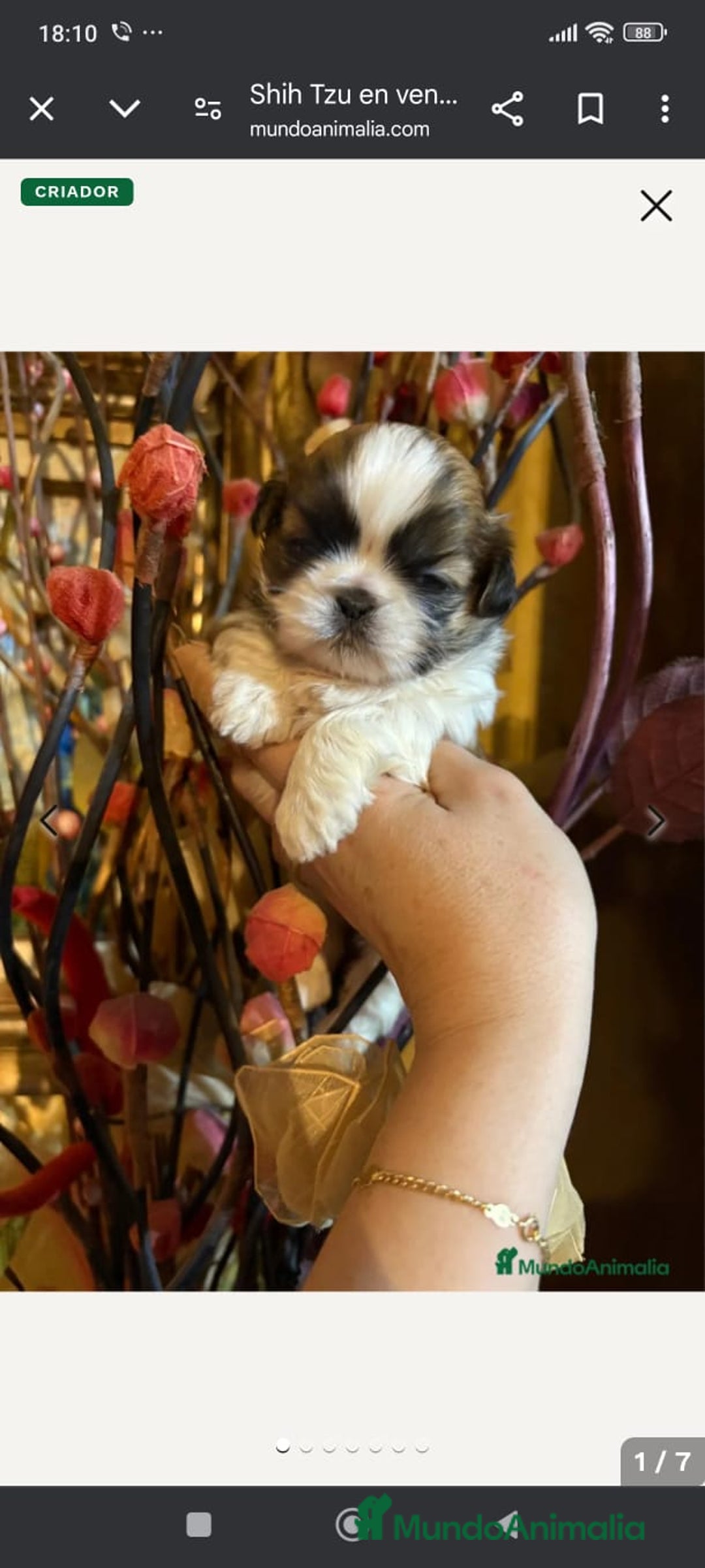 Shih Tzu perros en venta: Shih tzu se admiten reservas - Imagen 4
