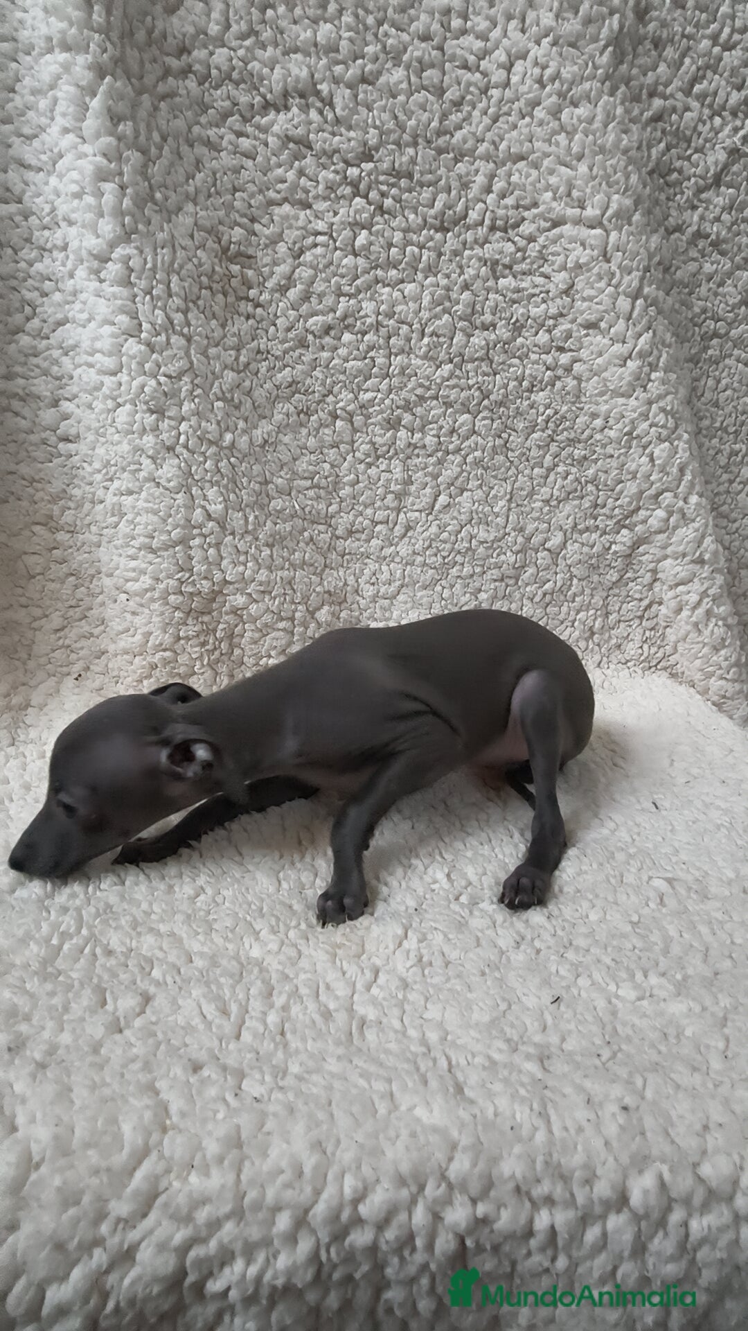 Pequeño Lebrel Italiano perros en venta: Pequeño lebrel Italiano Piccolo Galgo  - Imagen 5