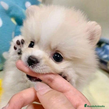 Pomerania perros en Badajoz - Anuncio 2