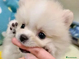 Pomerania perros POMERANIA DE PELÍCULA LISTOS OARA ENTREGAR !!!! en Badajoz - Anuncio 40