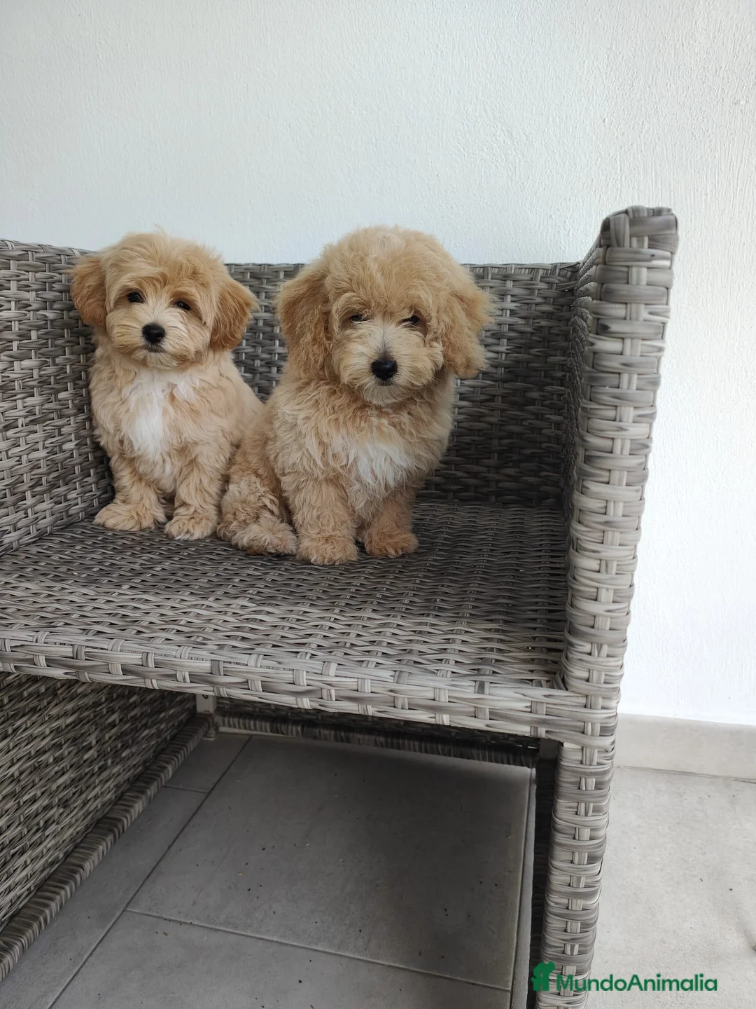 Maltipoo perros en venta: maltipoo - Anuncio 1